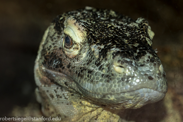 komodo dragon